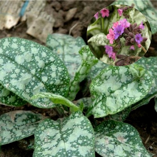 Pulmonaria saccharata 'Moonshine' - Harilik kopsurohi 'Moonshine'